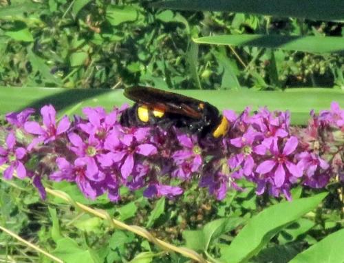 Réf. 235 207 : Megascolia maculata